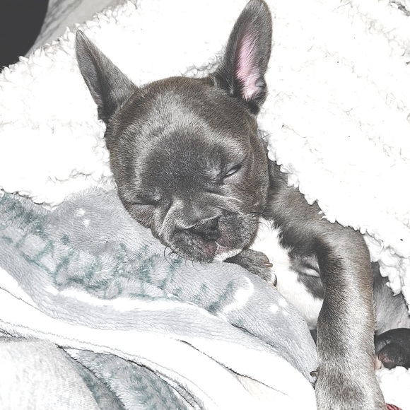 meet Stitch, the stud 🐾 - Picture 8 of 12
